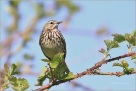 <p>LINDUŠKA LUČNÍ (Anthus pratensis) /Meadow pipit - Wiesenpieper/</p>